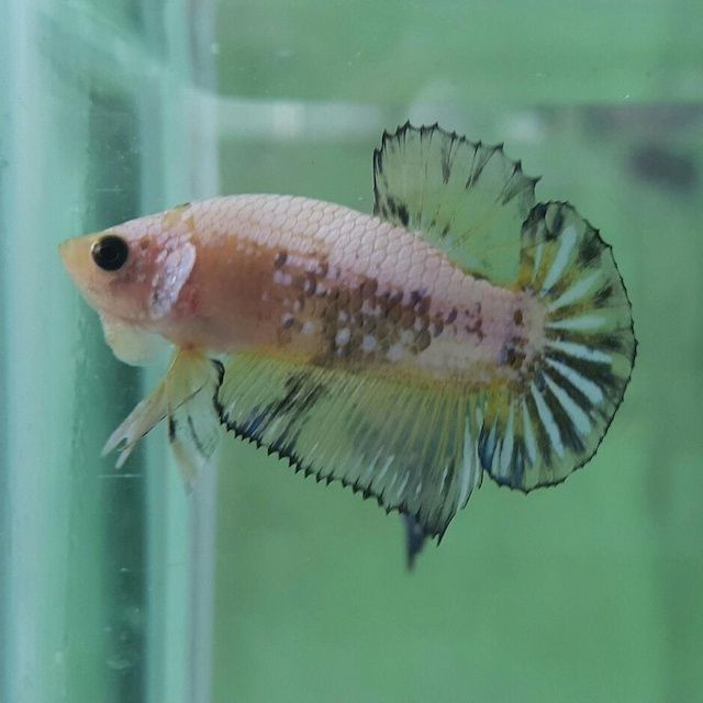 Ikan Cupang Fancy