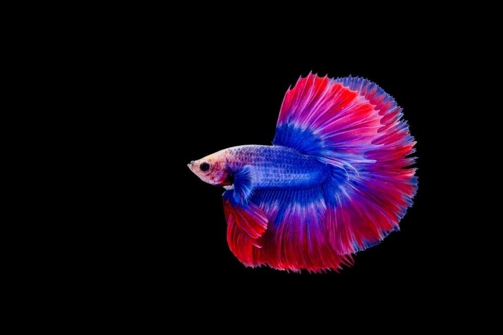 Ikan Cupang Halfmoon