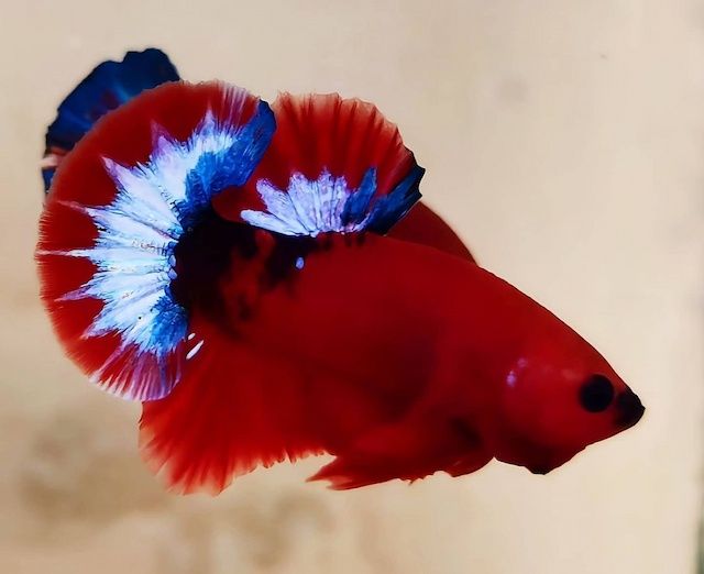 Ikan Cupang Hellboy