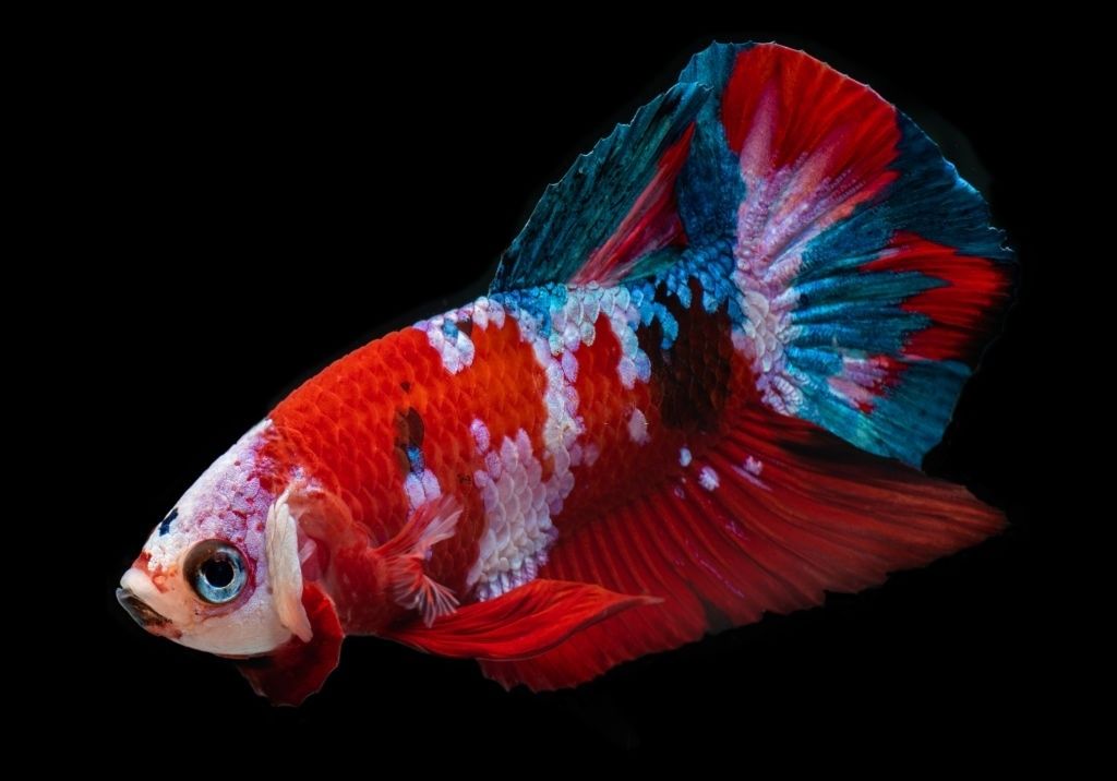 Ikan Cupang Koi Galaxy