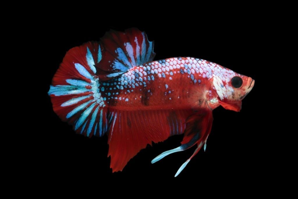 Ikan Cupang Koi