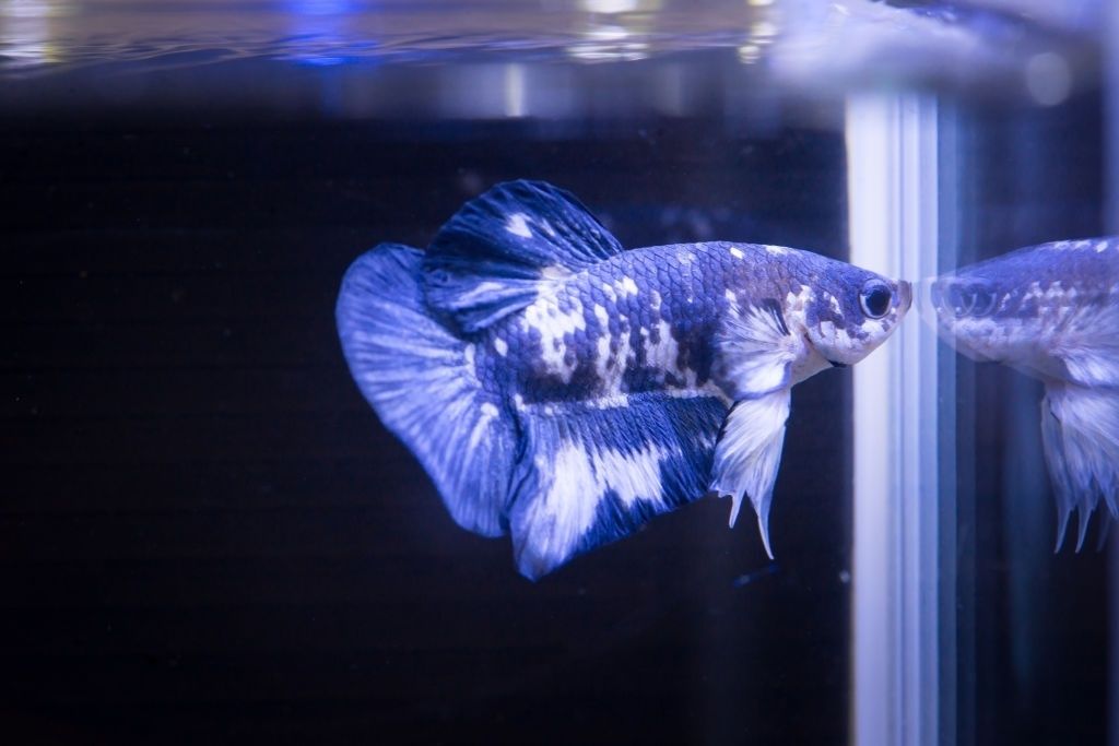 Ikan Cupang Marble