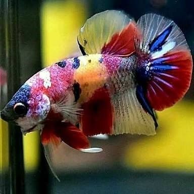 Ikan Cupang Nemo Galaxy