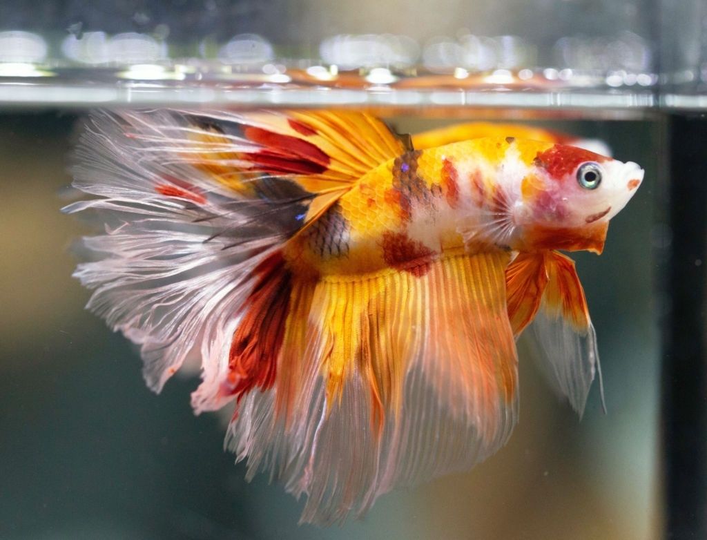Ikan Cupang Nemo