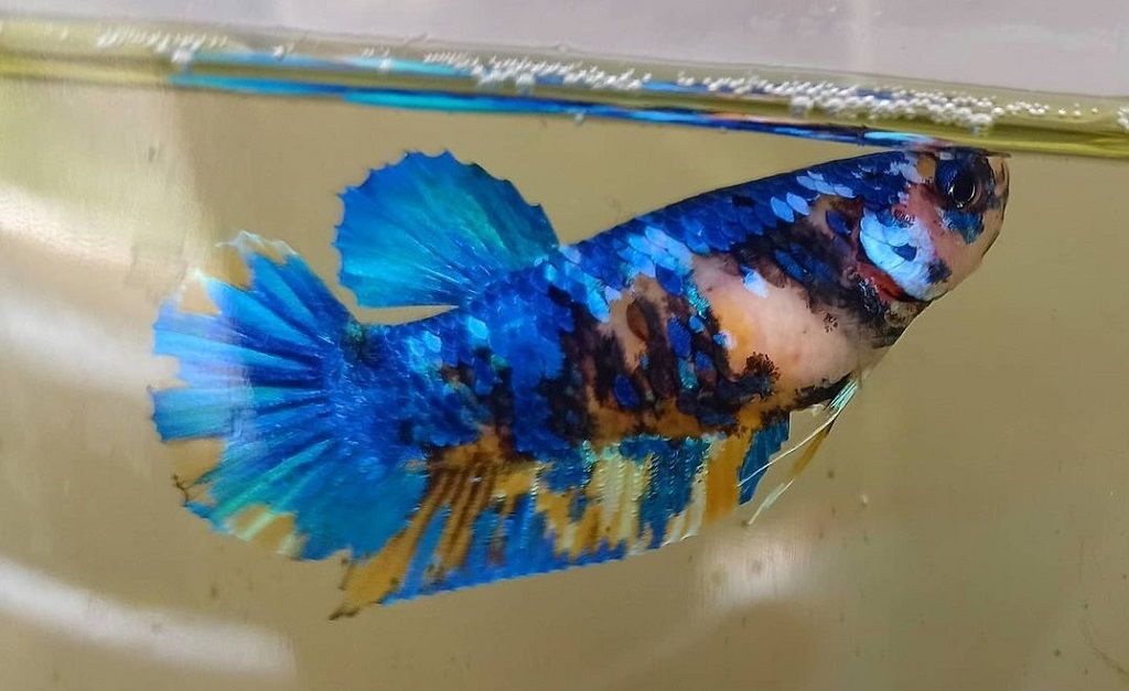 Ikan Cupang Plakat