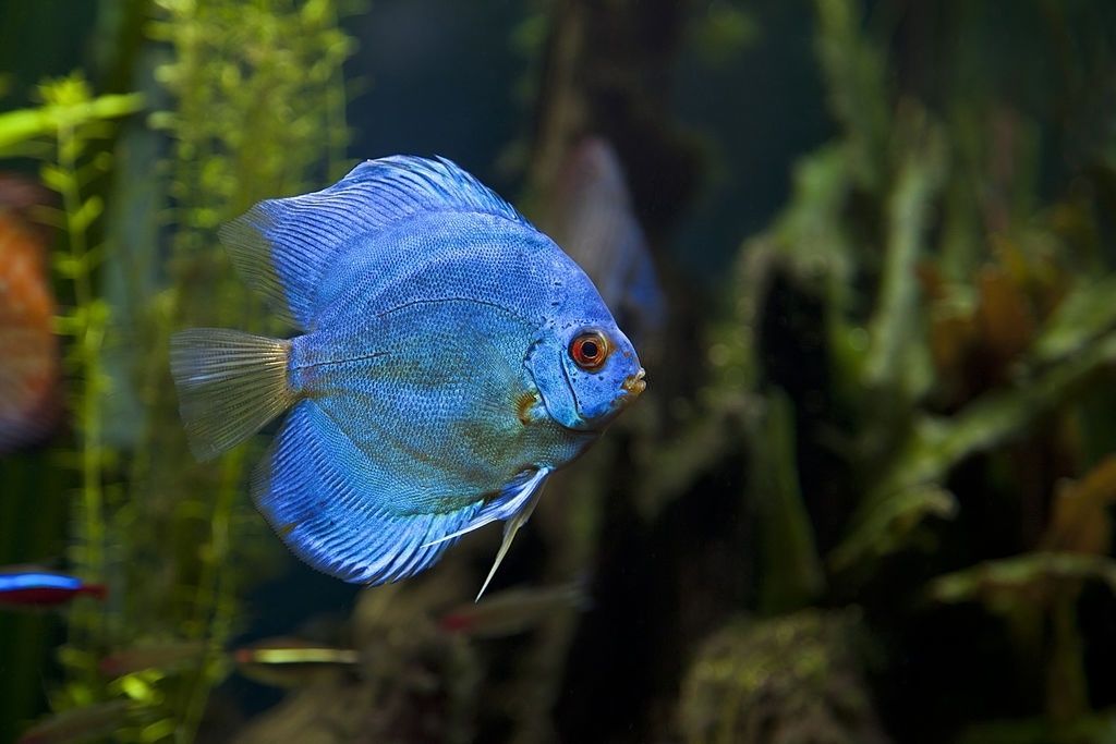 Discus Blue Diamond