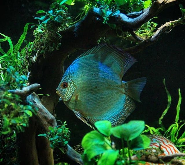 Ikan Discus Cobalt