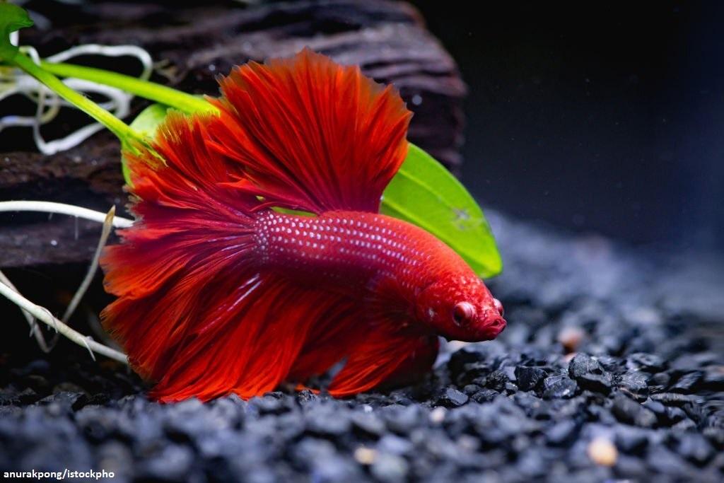Spesies Ikan Cupang