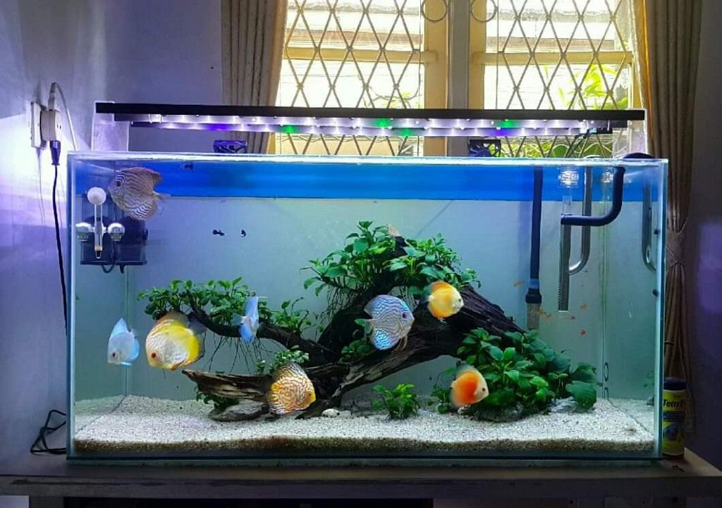 Aquarium Ikan Discus