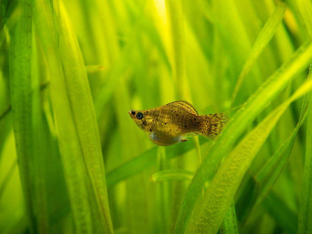 Ikan Molly Balon