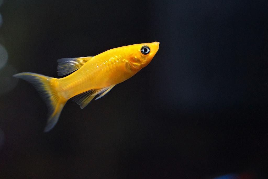 Ikan Molly Gold