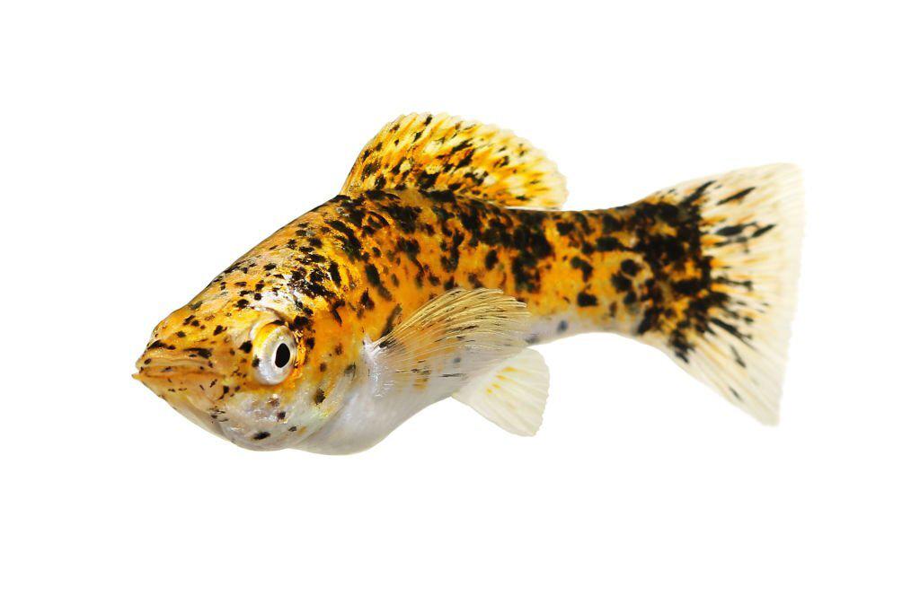 Ikan Molly Marble