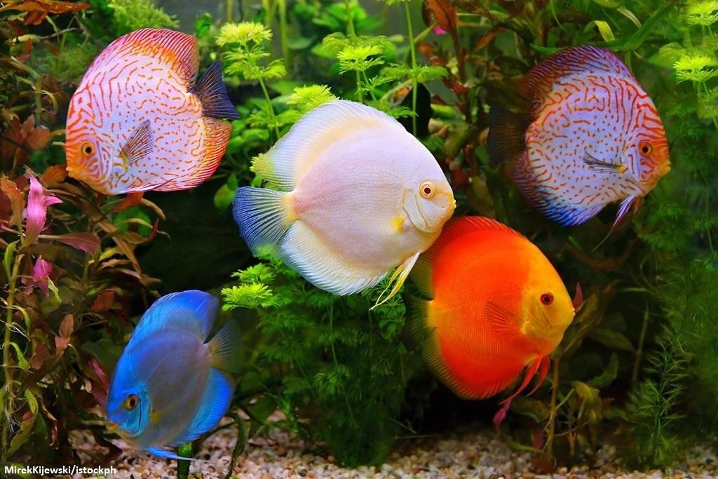 Jenis Ikan Discus
