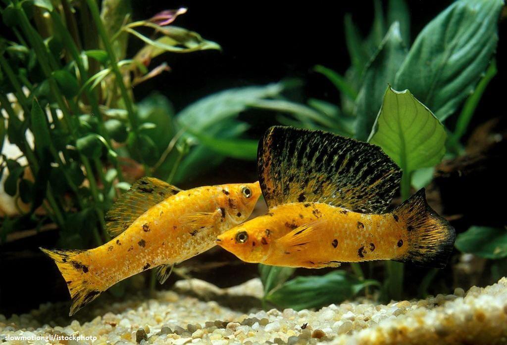 Jenis Ikan Molly