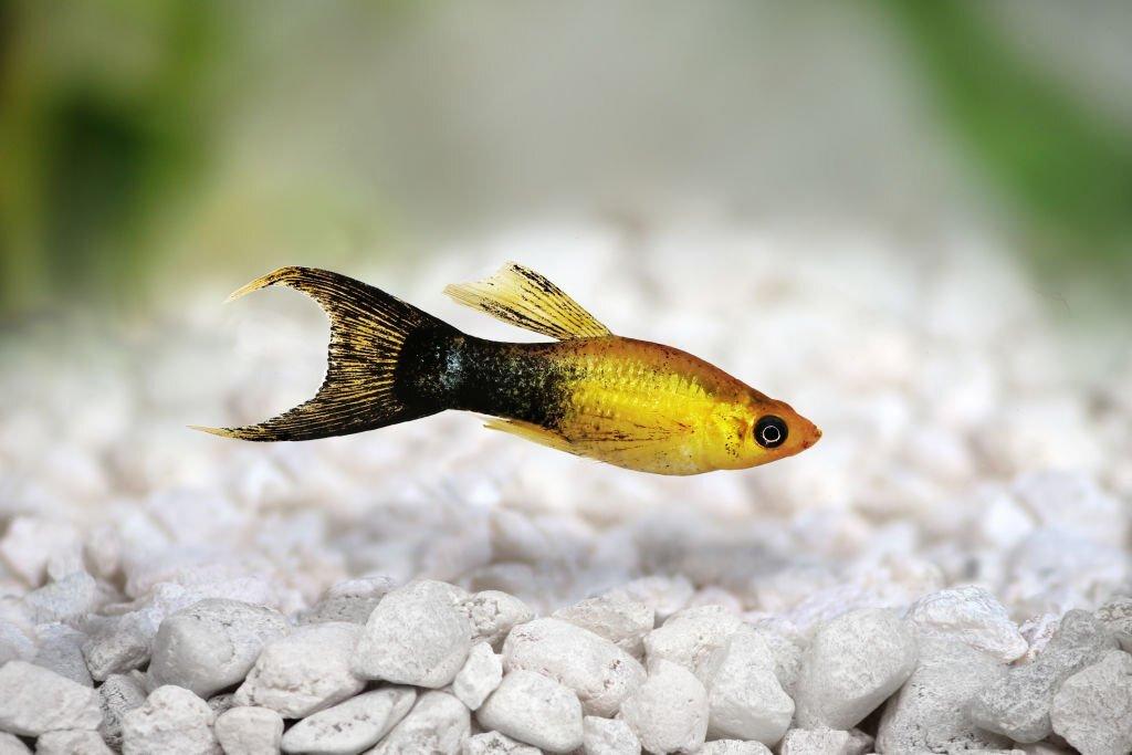 Ikan Molly Lyretail