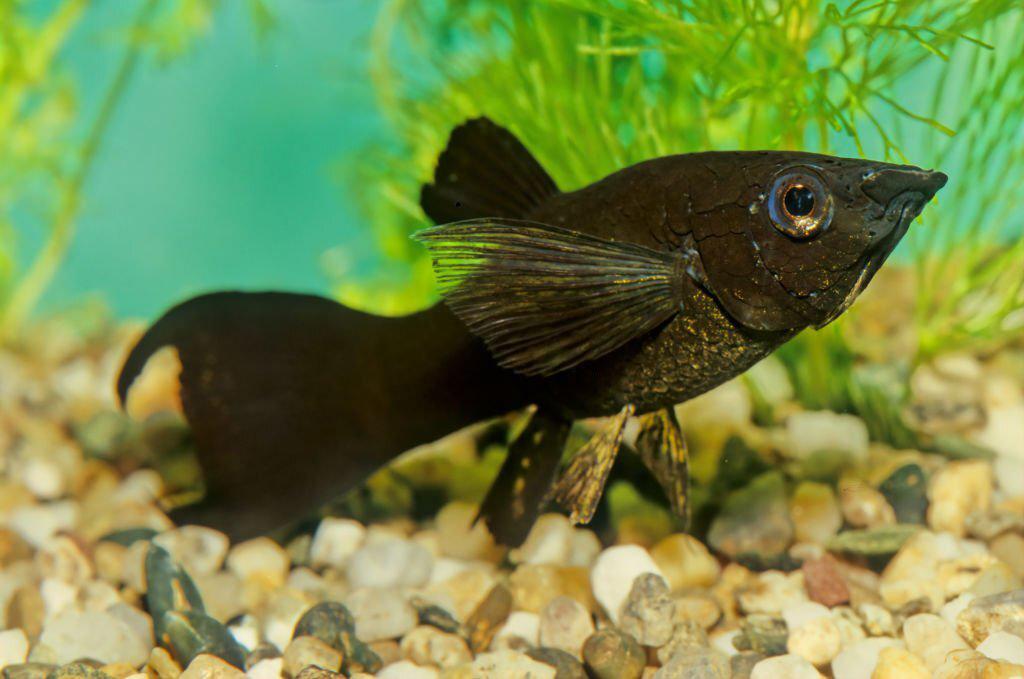 Ikan Molly Sailfin