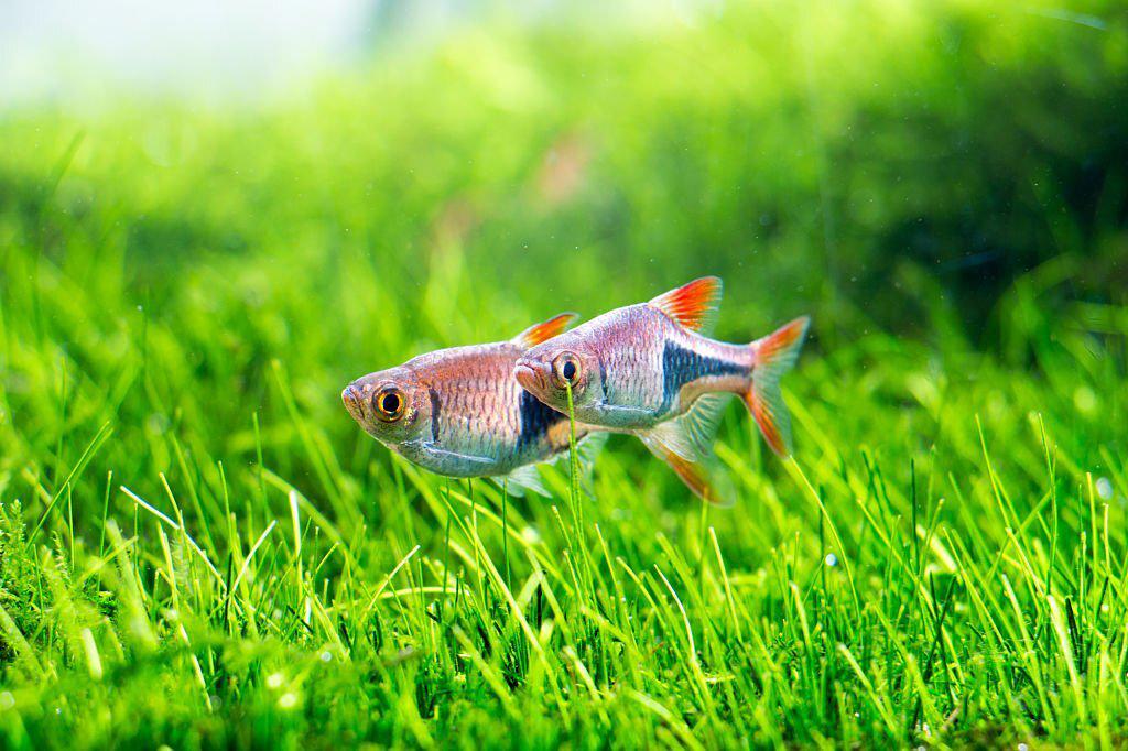 Ikan Rasbora