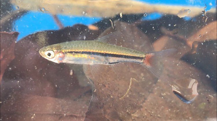 Ikan Rasbora Blackline