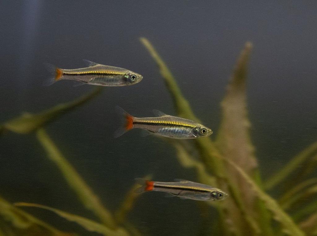 Ikan Rasbora Brillian