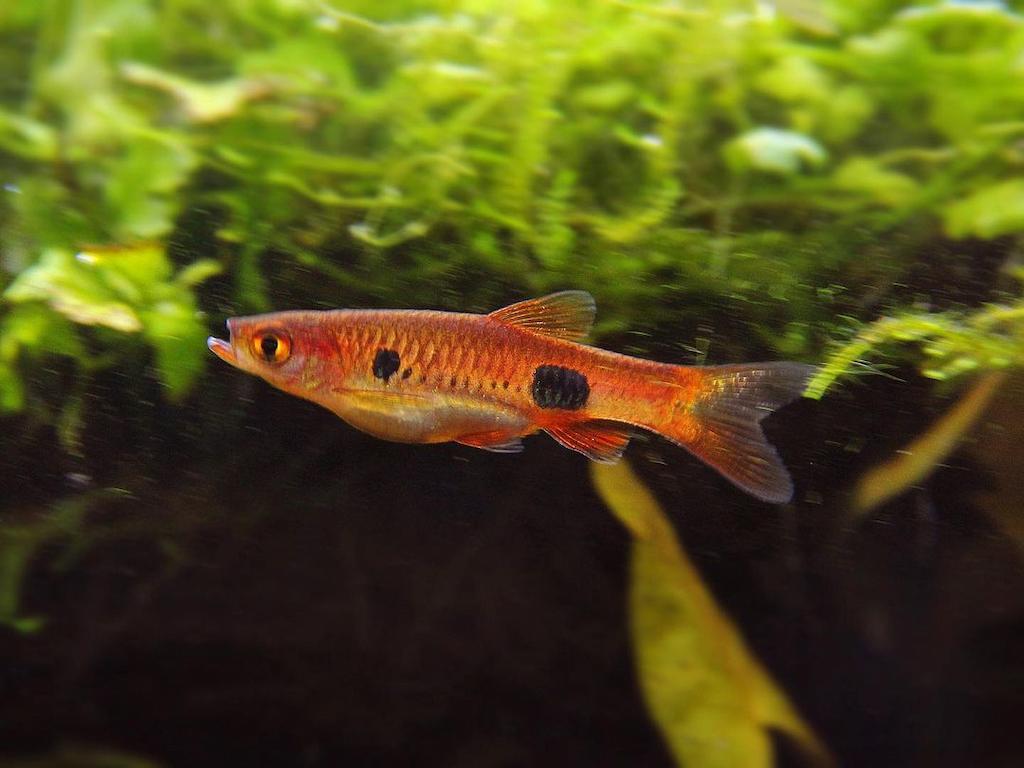 Ikan Rasbora Clown