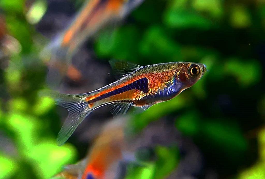 Ikan Rasbora Lambchop
