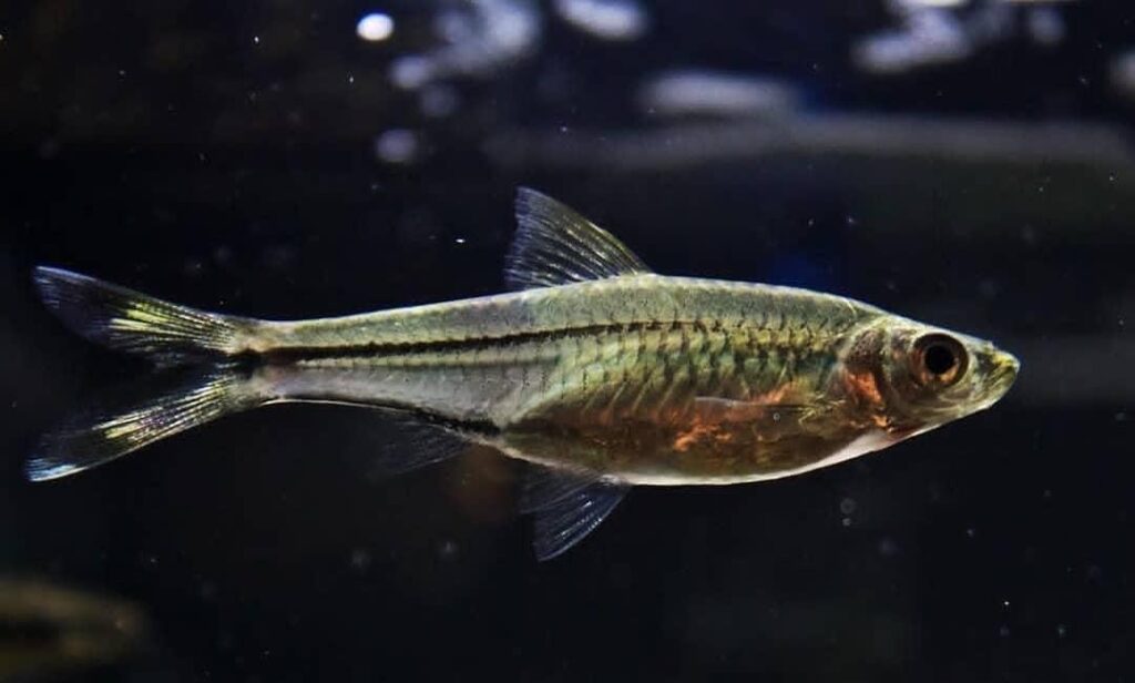 Ikan Rasbora Scissortail