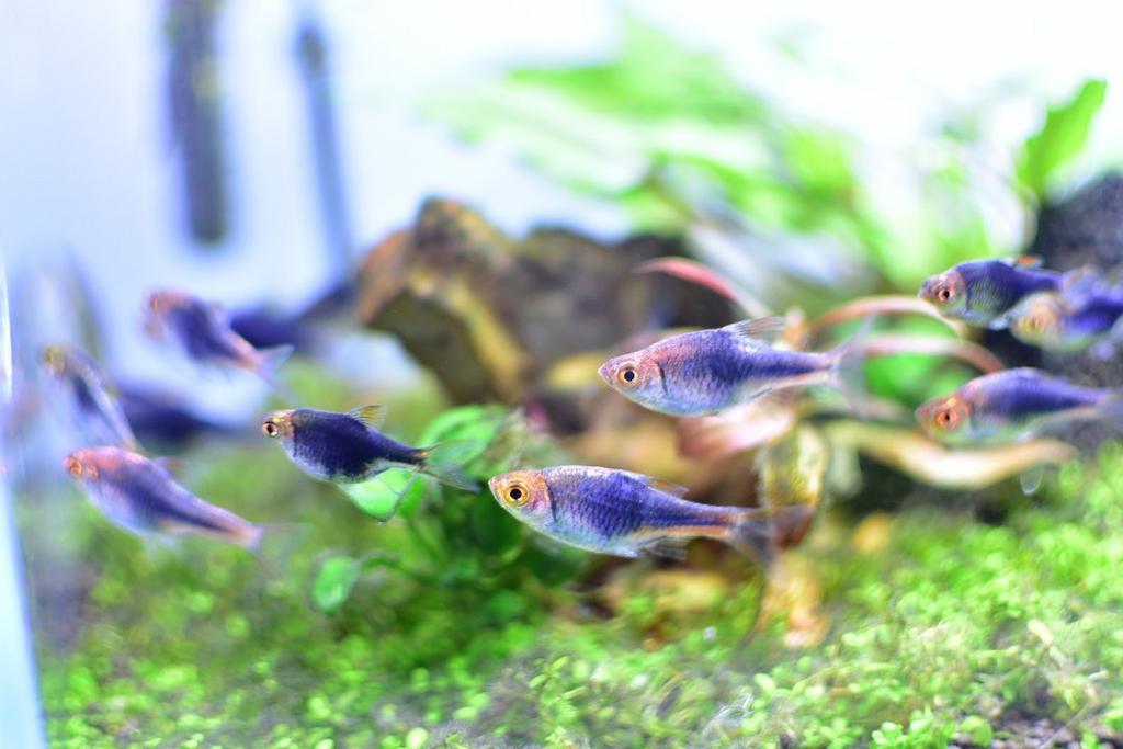 ikan rasbora