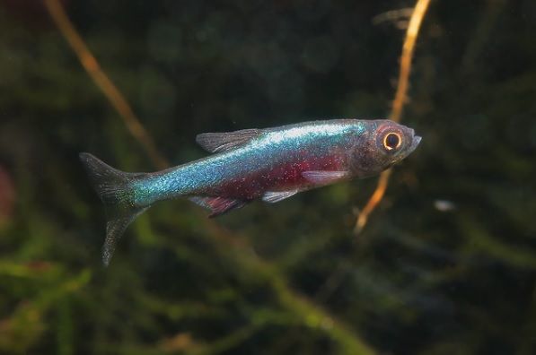 ikan rasbora