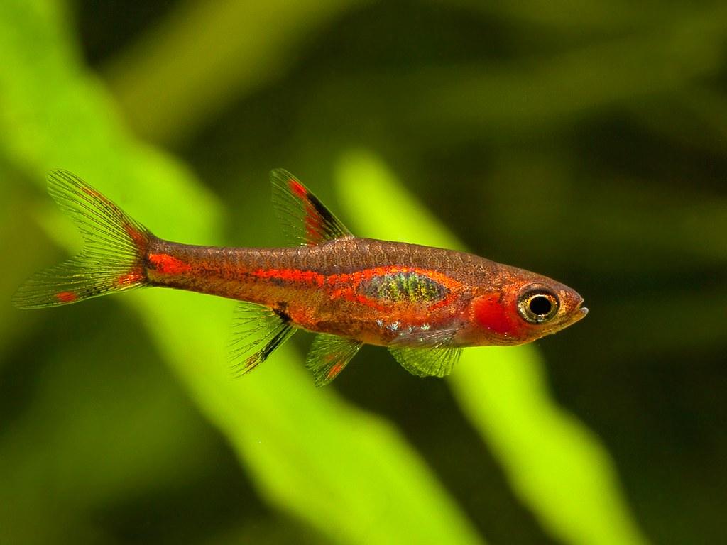 ikan rasbora