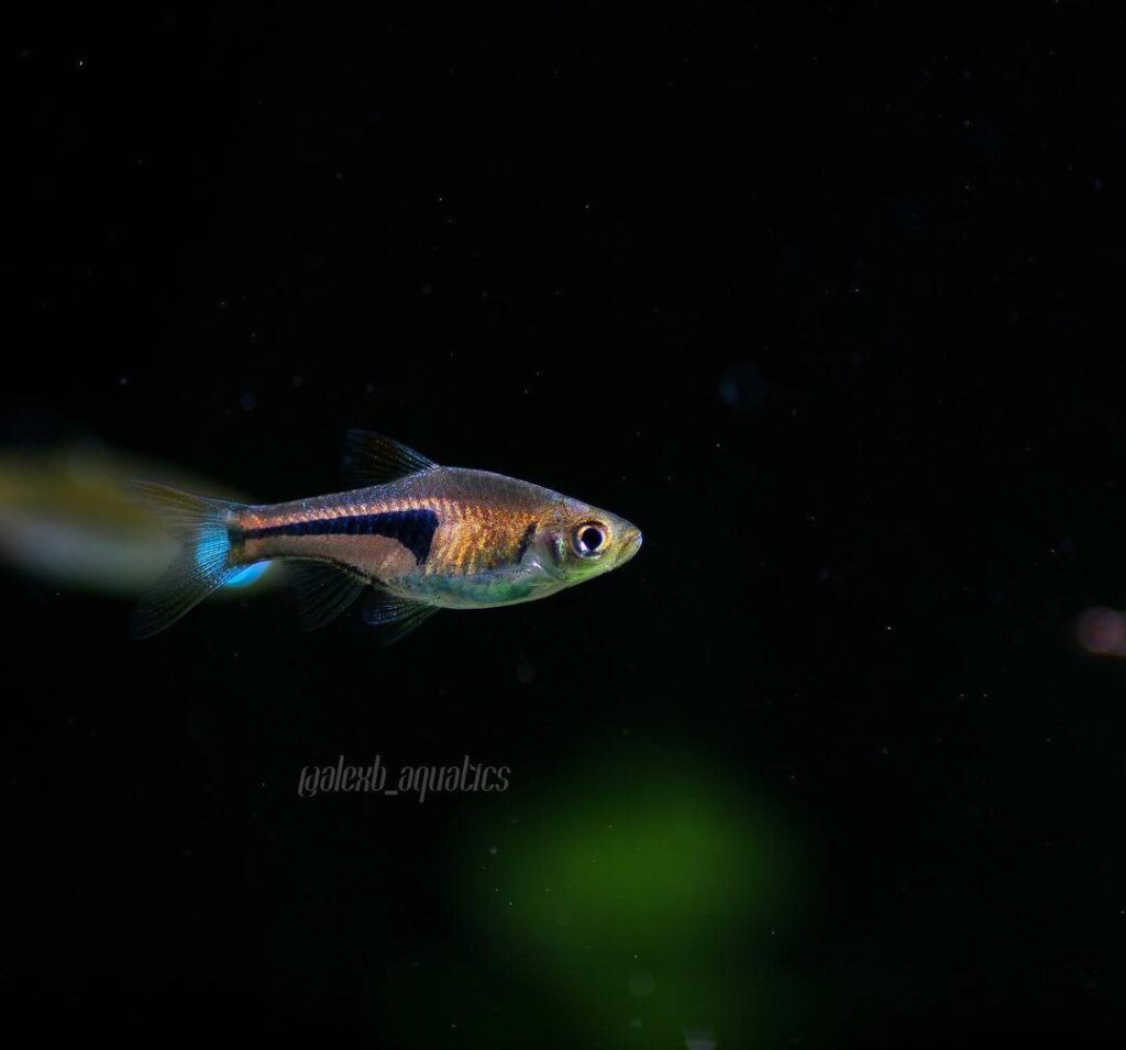 ikan rasbora