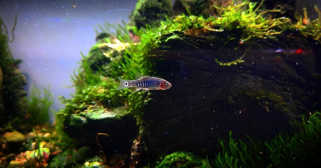 ikan rasbora