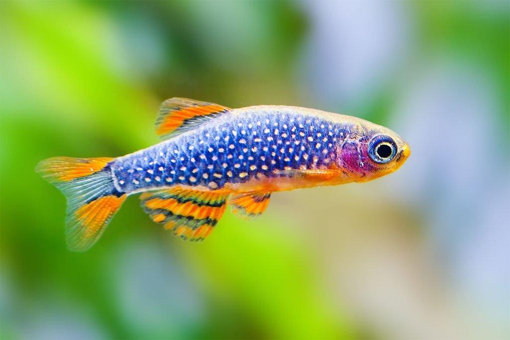 ikan rasbora