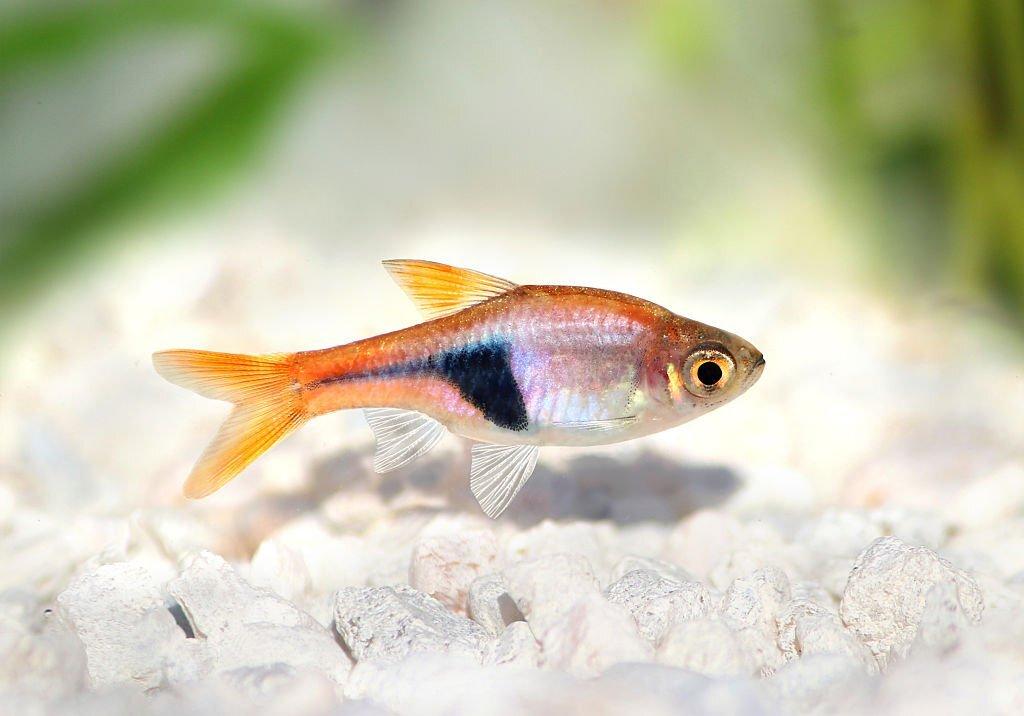 ikan rasbora