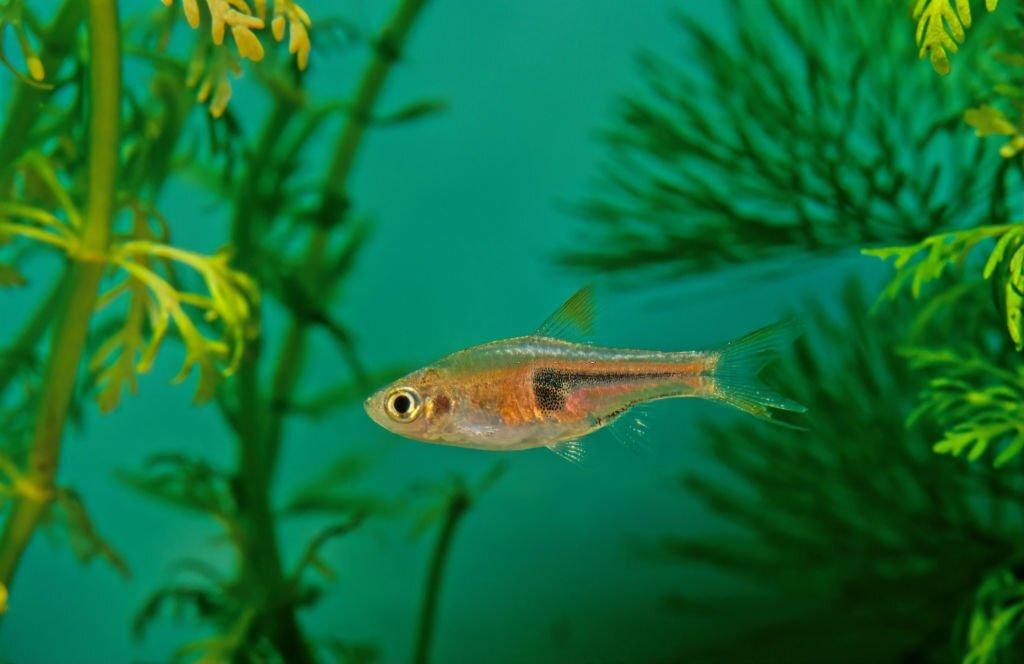 ikan rasbora