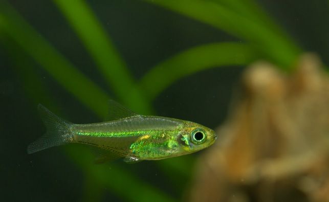 ikan rasbora