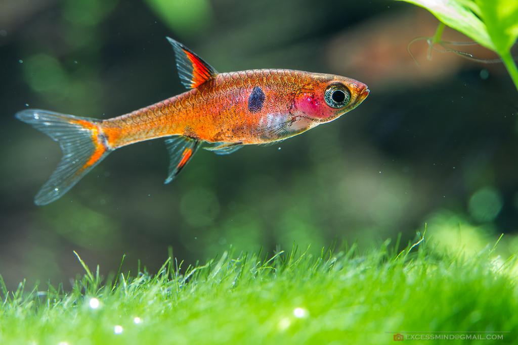 ikan rasbora