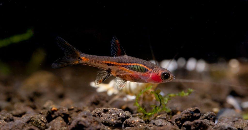 ikan rasbora