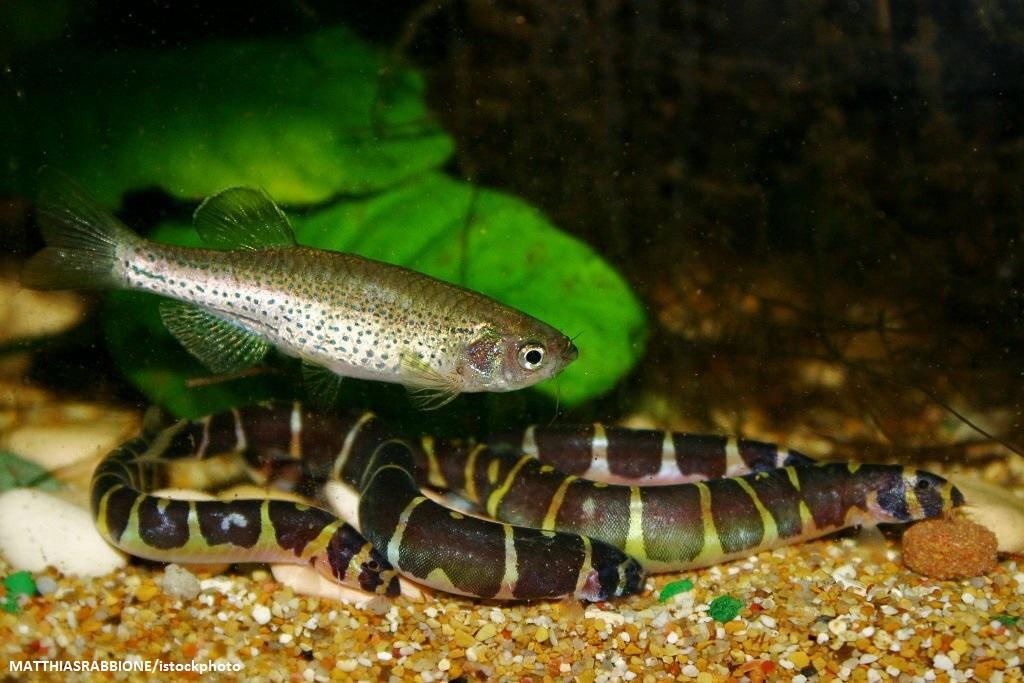 Hora do rango galera 😋. Cobrinha kuhli 🐍 Nome popular: Cobrinha Kuhli,  Coolie Loach Nome científico: Pangio kuhlii, Valenciennes, 1846 Família:, By acquastore.aquarismo