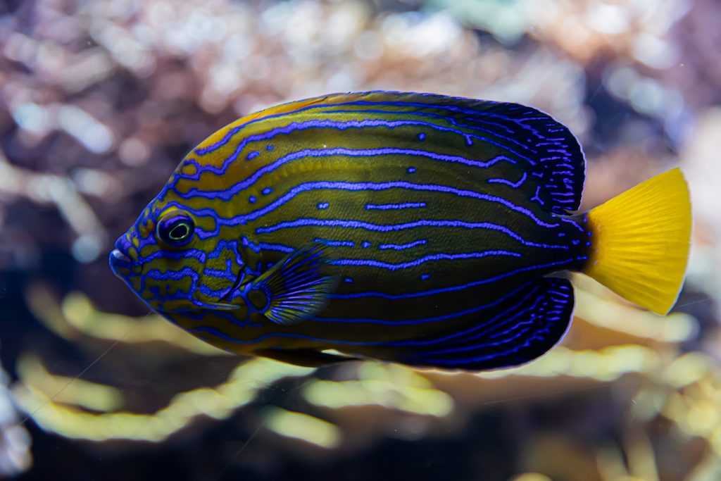 Angelfish Pomacanthidae