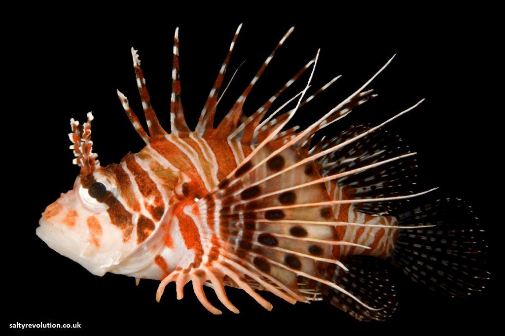 Antennata Lion Fish