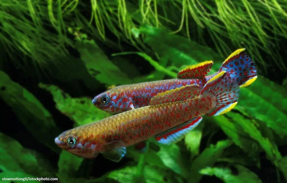 Jenis Ikan Killifish