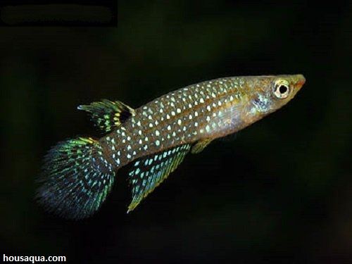 Jenis Ikan Killifish