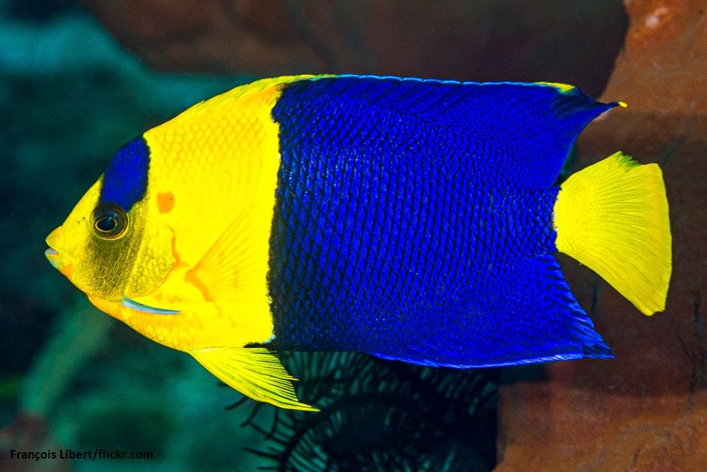 Bicolor Angelfish