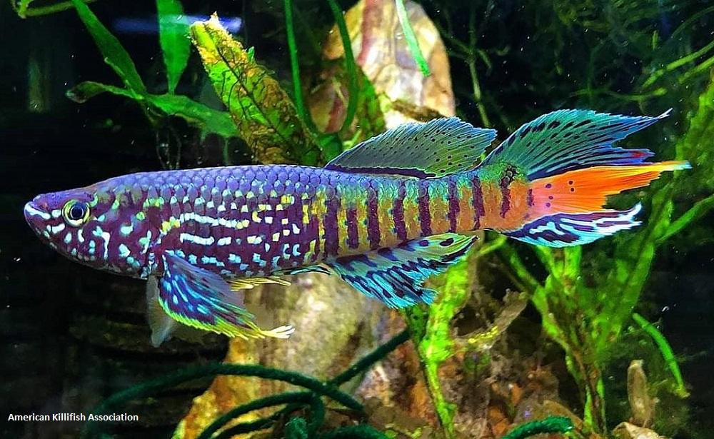 Jenis Ikan Killifish