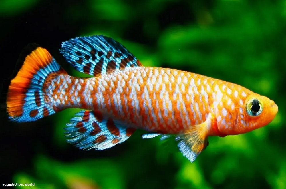 Jenis Ikan Killifish