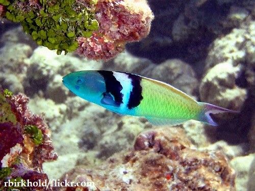Ikan Wrasse