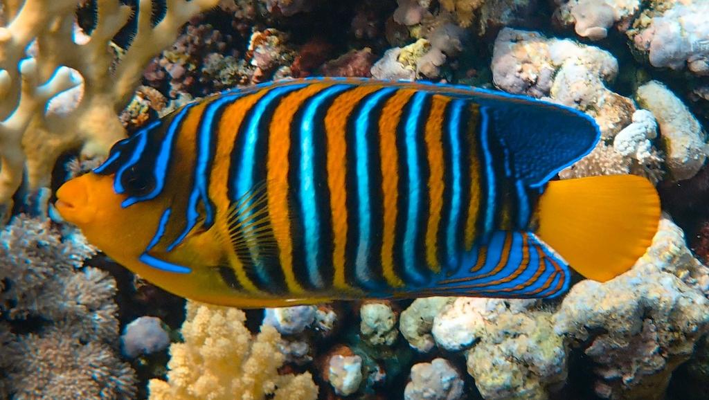 Cara Memelihara Angelfish