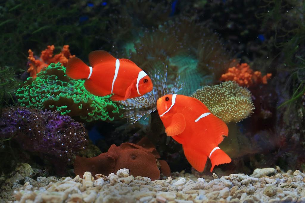 Cara Memelihara Ikan Badut