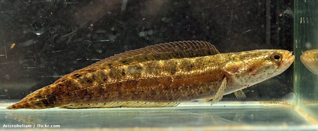 Cara Merawat Ikan Channa