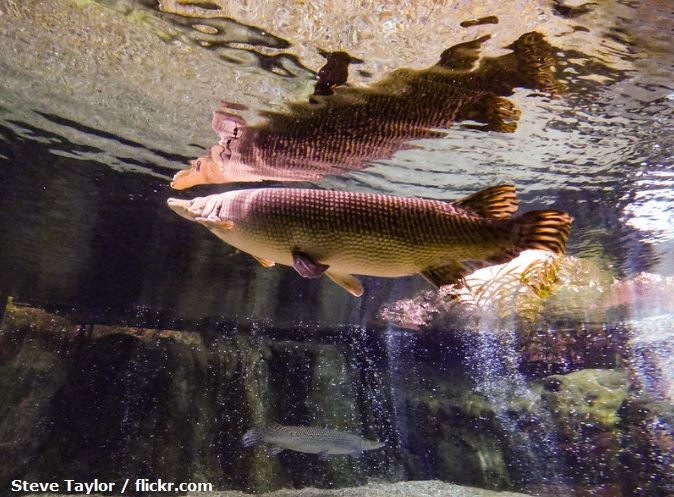 Cara Merawat Ikan Aligator